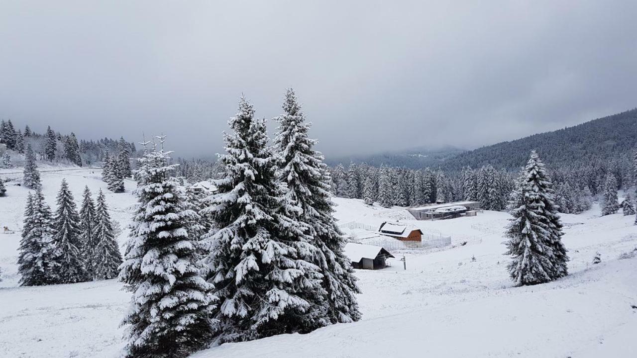 Apartament Winter-Nest Todtnau Zewnętrze zdjęcie